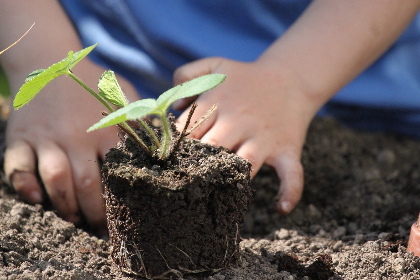 Kinderhände pflanzen einen Setzling – Projekte und Naturerfahrung